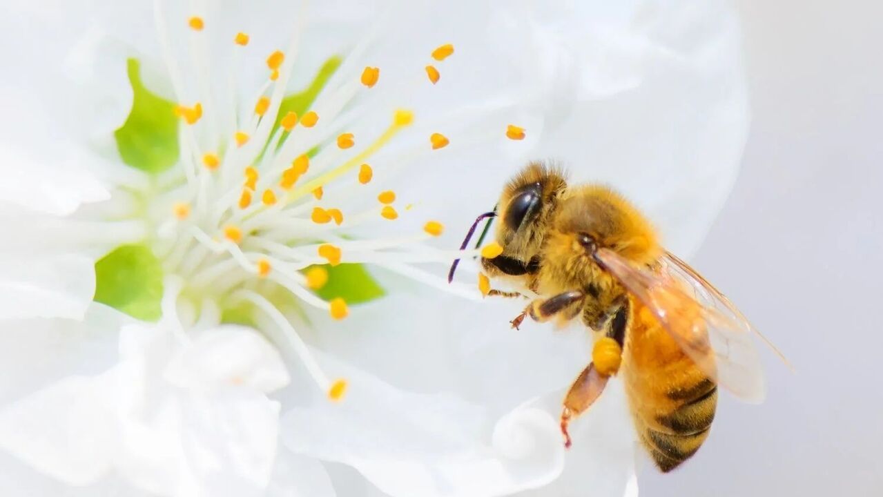 aumento do pene con picaduras de abella